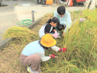 連携稲刈り４