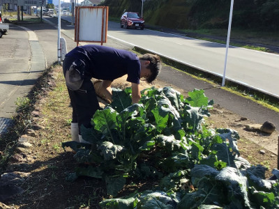 野菜班２