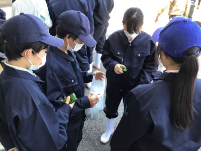 収穫５