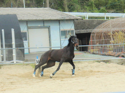 馬術１